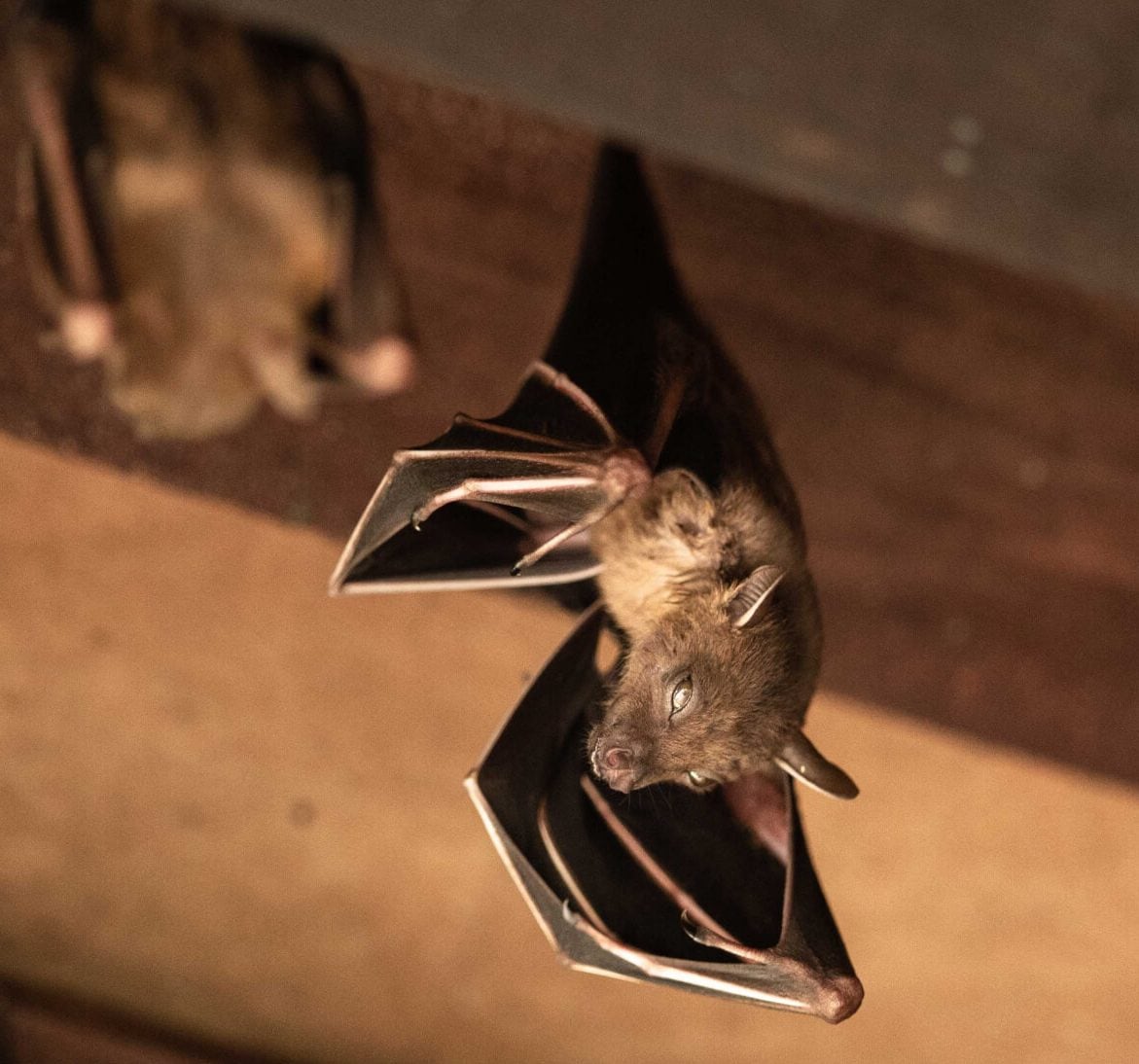 Wildlife-Bats in Greensboro
